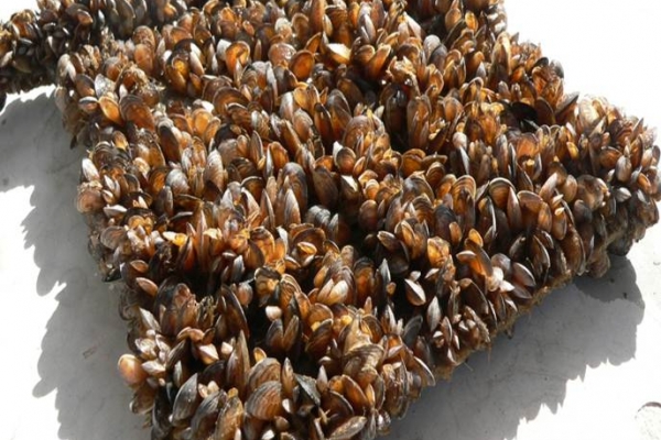 Zebra mussels (T.Woolf).jpg