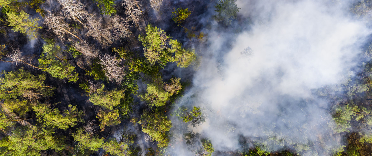 aerial-view-of-wildfire-in-forest-burning-forest-2023-11-27-04-55-15-utc-web